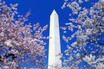 Floral Blooms Surround the Washington Monument, Washington 3:2