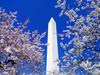 Floral Blooms Surround the Washington Monument, Washington 4:3