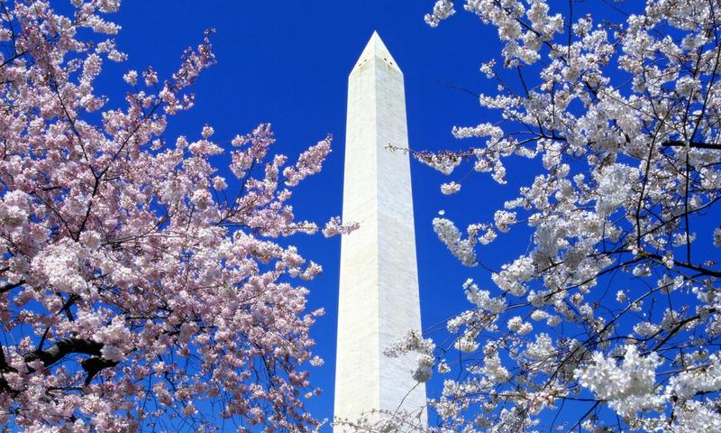 Floral Blooms Surround the Washington Monument, Washington 5:3