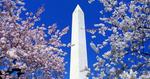 Floral Blooms Surround the Washington Monument, Washington 17:9