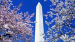 Floral Blooms Surround the Washington Monument, Washington 16:9
