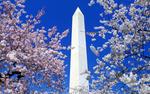 Floral Blooms Surround the Washington Monument, Washington 8:5