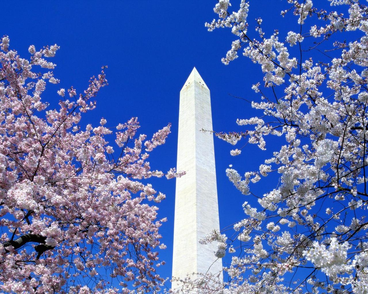 Floral Blooms Surround the Washington Monument, Washington 5:4