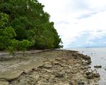 Canigao Island Foreshore, Leyte, Philippines 363 5:4