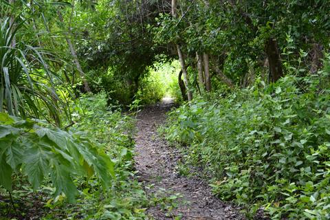 Track Through Thicket On Canigao Island, Leyte, Philippines 3:2
