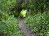Track Through Thicket On Canigao Island, Leyte, Philippines 4:3