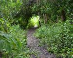 Track Through Thicket On Canigao Island, Leyte, Philippines 5:4
