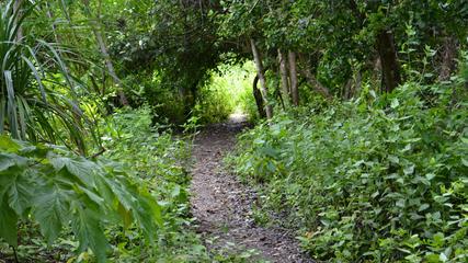 Track Through Thicket On Canigao Island, Leyte, Philippines 16:9