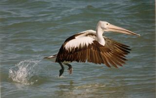 Pelican At Take-Off, With All Systems Go 8:5