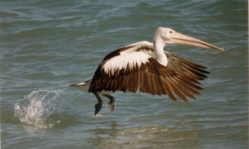 Pelican At Take-Off, With All Systems Go 5:3